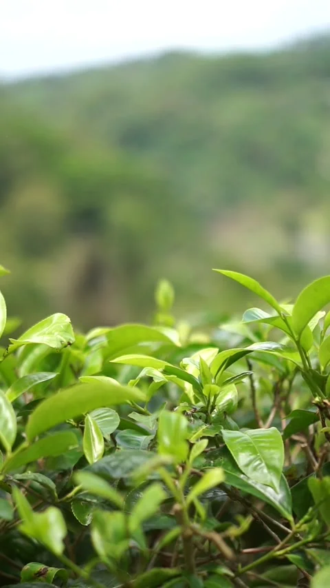 Close-up of tea leaf shoots in a plantation, representing natural farming Video stock 326320939
