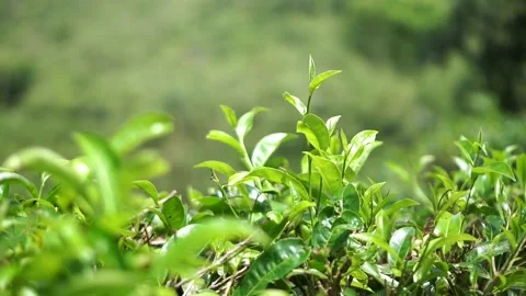 Close-up of tea leaf shoots in a plantation, representing natural farming Video stock 326320969