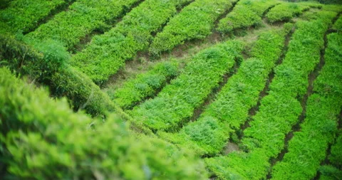Close Up of Tea Leaves At The BOH Tea Plantation in Cameron Highlands, Malaysia Stock Footage 150782060
