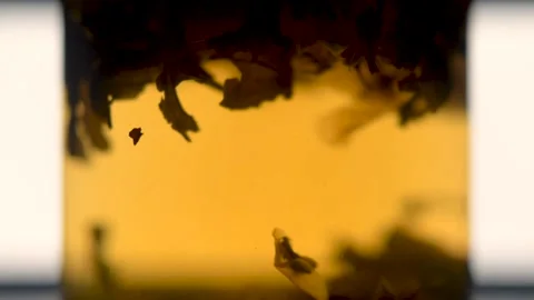 Close up tea leaves floating in boiling water in a teapot. Morning tea ceremony. Video stock 136369007