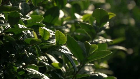 Close up on tea leaves Stock Footage 73890804