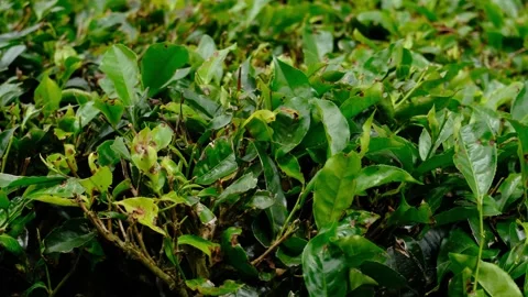 Close Up Tea Leaves Stock Footage 258849190