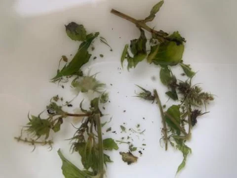 Close up of tea leaves Stock Photos