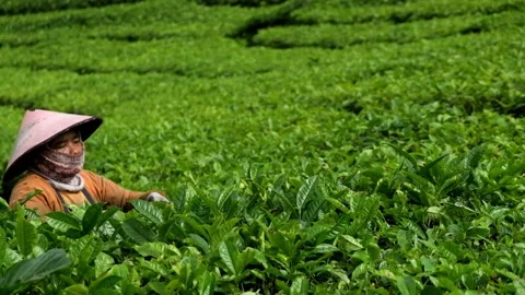 Close up of tea picking woman Stock Footage 274332982