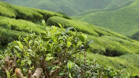 Close up tea plants Stock Footage 99754713