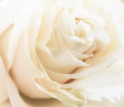 Close-up of a tea rose bud. Soft beige petals. Foto stock