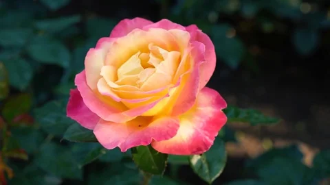 Close-up of Tea Rose flower Stock Footage 115942237