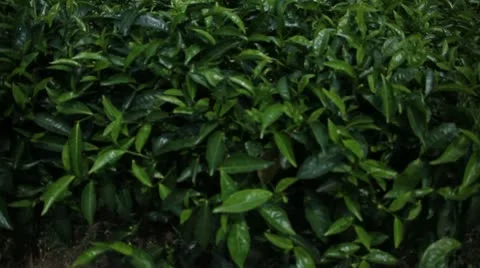 Close up of Tea from Rwanda Stock Footage 21680975