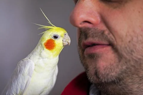 Close-up teaching to talk to a cute yellow cockatiel parrot. Home pet Foto stock