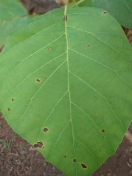 Close up of a teak leaf, the leaf is green and fresh Stock Photos