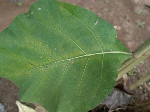 Close up of a teak leaf, the leaf is green and fresh Stock Photos