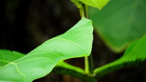 Close Up Teak Leaf Texture Showing Natural Veins Video stock 326972548