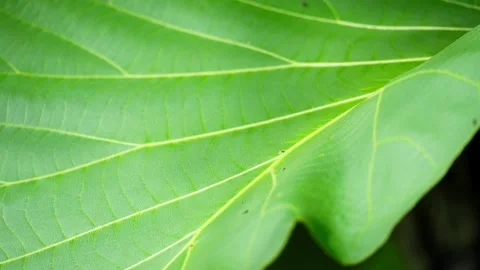 Close Up Teak Leaf Texture Showing Natural Veins Stock Footage 326972549