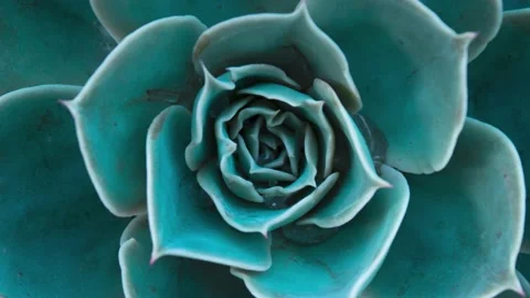 Close up of a teal cactus. Teal cactus leaves. Cactus plant pattern wallpaper. Stock Footage 231485741