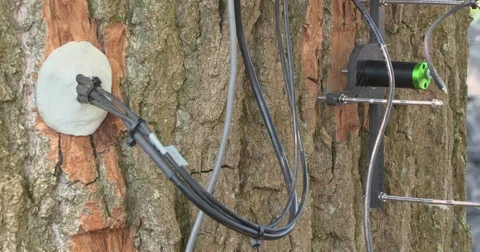 Close up - technical equipment research attached to a tree trunk Stock Footage 76395379