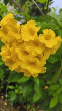 Close up of a tecoma stan flower or yellow trumpet flower in bloom Photos