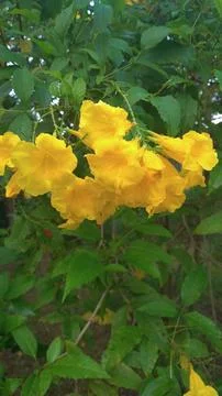 Close-up Tecoma stans or Yellow bells, Yellow elder Stock Photos