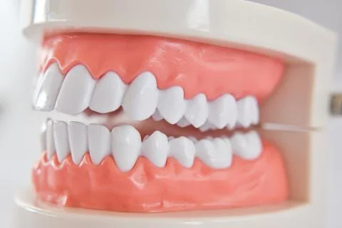 Close-up of teeth model acrylic human jaw for studying oral hygiene. Stock Photos