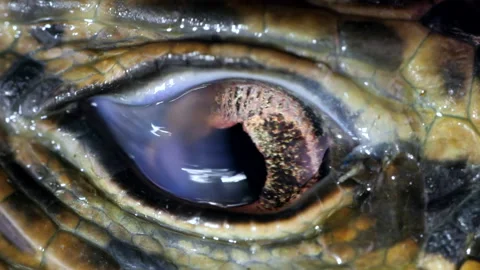 Close-up of of Tegu lizard eye (Tupinambis cuzcoensis)  blinking Stock Footage