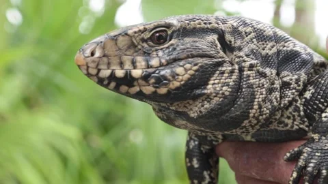 Close up of a tegu lizard flicking its forked tongue. Stock Footage 345172623