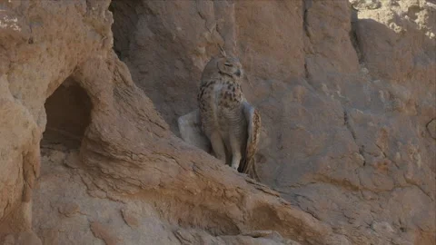Close Telephoto of Pharaoh Eagle-Owl Resting Inside Rocky Desert Crevice 4K Stock Footage 340277024