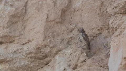 Close Telephoto of Pharaoh Eagle-Owl Resting on Sandy Desert Cliff Stock Footage 342486599
