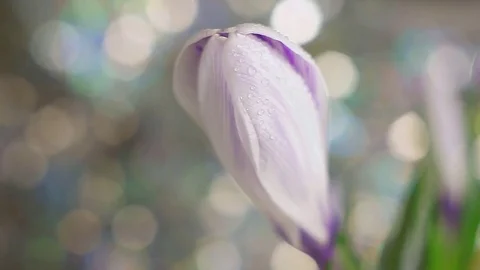 Close up of tender crocus bud Stock Footage 72403864
