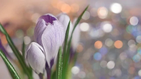 Close up of tender crocus buds Stock Footage 72412695