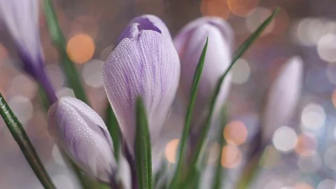 Close up of tender crocus buds Stock Footage 72418332