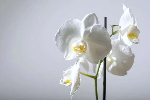 Close up of a tender exotic tropical white phalaenopsis orchid flower Stock-Fotos
