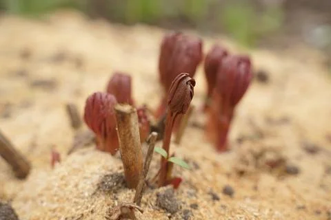 Close-up tender first sprouts of soybean in the open field. Agricultural plan Stock Photos