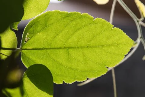 Close up of a tender leaf back glowing in morning sun Stock Photos