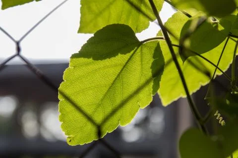Close up of a tender leaf back glowing in morning sun Stock Photos