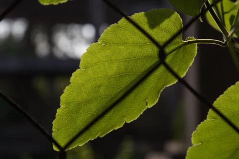 Close up of a tender leaf back glowing in morning sun Stock Photos