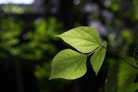Close up of a tender leaf back glowing in morning sun Stock Photos