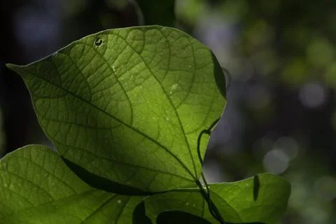 Close up of a tender leaf back glowing in morning sun Stock Photos