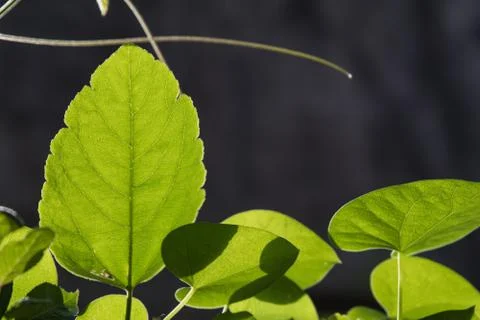 Close up of a tender leaf back glowing in morning sun Stock Photos