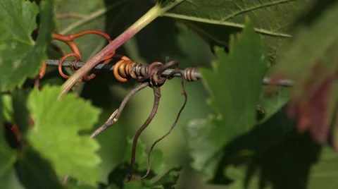 Close up on the tendrils clusters Stock Footage 55573744