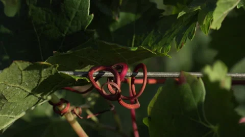 Close up on the tendrils clusters Video stock 55574003