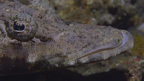 Close up of Tentacled Flathead Stock Footage 296656371