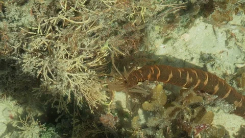 Close Up of Tentacled Reef Invertebrate Exploring Coral Habitat 動画素材 337222998