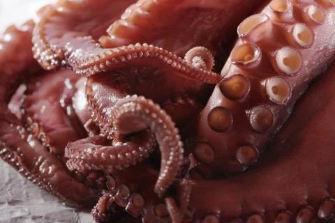 Close Up of Tentacles of Raw Octopus Macro view Stock Photos