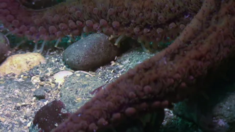 Close-up tentacles of a starfish sea star in enchanting underwater nature. Stock Footage 246729293