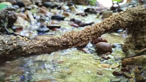 Close Up of Termite Colony Constructing Mud Nest Over Small Stream in Kalimantan Видео 337888441