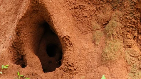 Close up termite mound or nest built in middle of tropical forest Video stock 93597240
