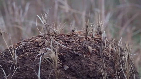 Close-Up of Termite Nest Crawling with Termites Moving In and Out of Holes Stock Footage 320636460