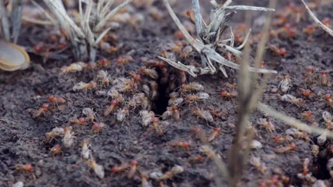 Close-Up of Termite Nest Crawling with Termites Moving In and Out of Holes Stock Footage 320636586