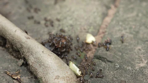 Close Up of Termites Feeding on Dead Insect on Stone Surface in Cambodia Stock Footage 340269798