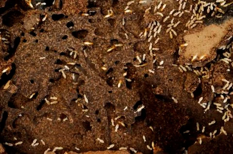 Close up of termites in the frame Stock Photos