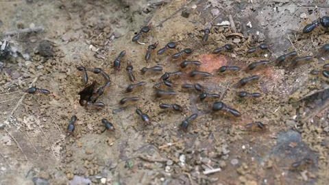 Close up termites or white ants, Termite Workers, Small termites Video stock 116586483